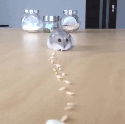 Adorable Hamster GIF - Find & Share on GIPHY