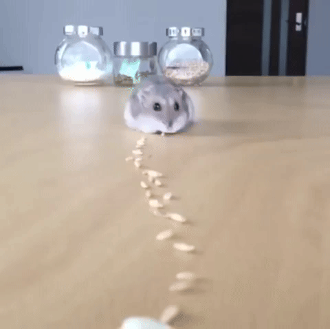 hamster trail