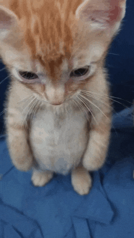 Cat C GIF