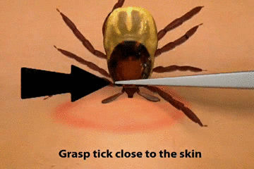 Way Tick GIF - Find & Share on GIPHY