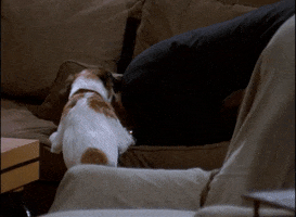 Wake Up What GIF by Paramount+