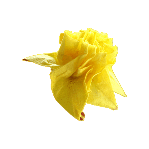 Flower Daffodil Sticker
