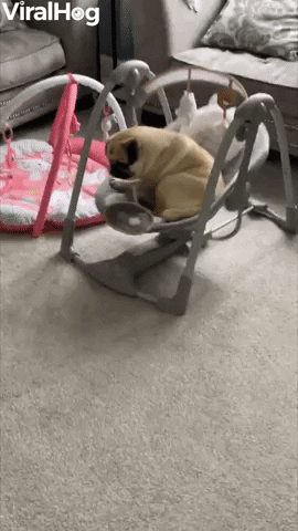 Pug Gets Stuck In Baby Rocker GIF by ViralHog