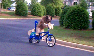 A GIF of a dog riding a bicycle.