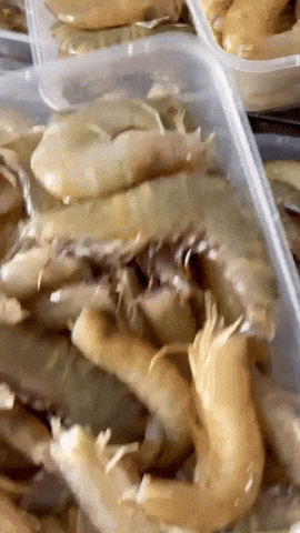369Fish GIF