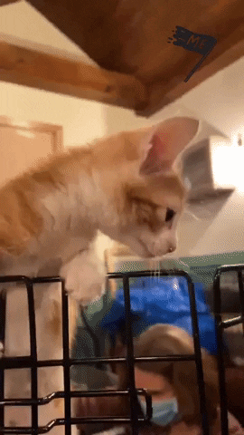 GIF by Brooklyn Cat Cafe
