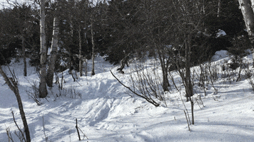 vermont snowboarding GIF by Elevated Locals