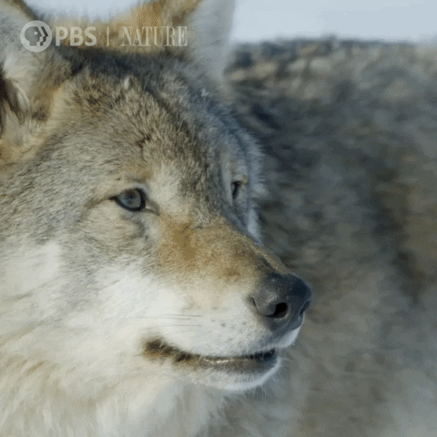 the wolf meaning, definitions, synonyms