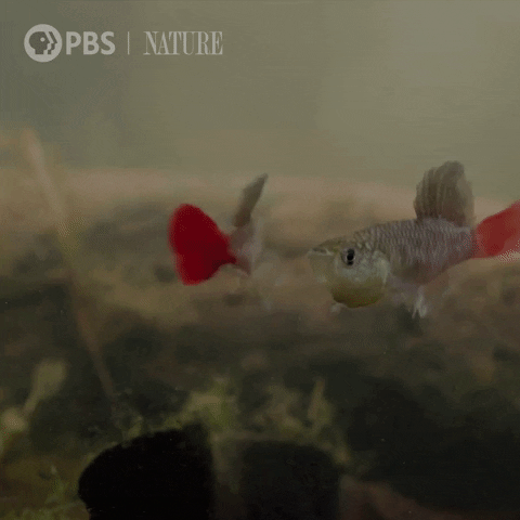 Wild Animals Fish GIF by Nature on PBS