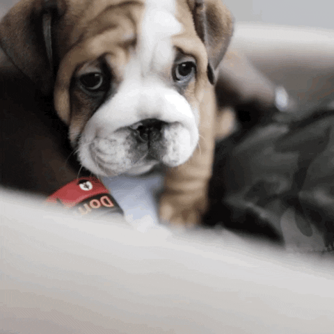Sad Puppy GIF by Bucks Gaming - Find & Share on GIPHY