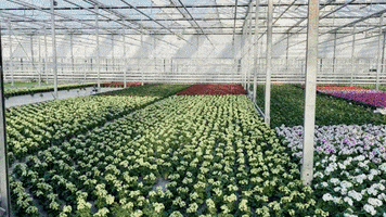 Ammerlaan-Sosef plants bloom nursery kas GIF