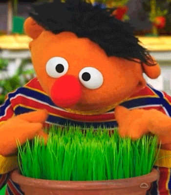 Sesame Street Plant GIF by Muppet Wiki