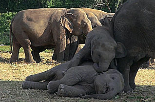 baby elephant GIF