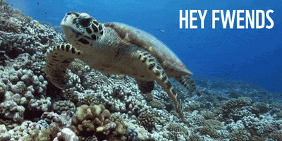 Turtle Hello GIF by WWF_UK