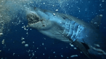 Discovery Mako GIF by Shark Week