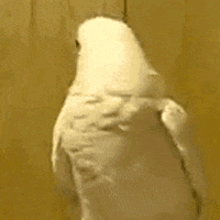 Video gif. A bird shakes their head back and forth, rapidly and endlessly.