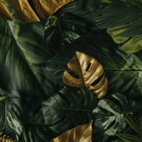 PiKNiK GIF