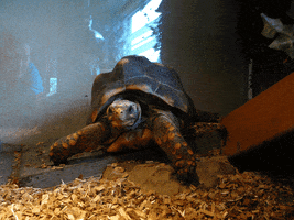 Thuiswerken GIF