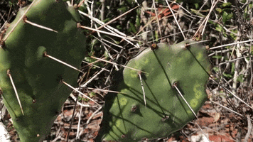 Nature GIF