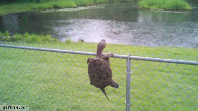 Turtle climbing fence