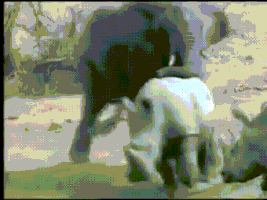 elephant rhinoceros GIF