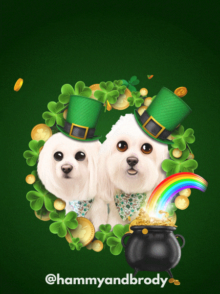 St Patricks Day Dog GIF by HammyandBrody