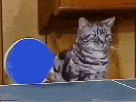 ping pong cat GIF