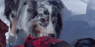 200.gif?cid=fc005b08b13fc1f91916a5571e1ae843990230fd5b40b96b&rid=200.gif&ct=g