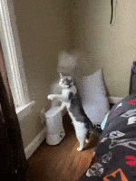 Cat Playing GIF by JustViral.Net