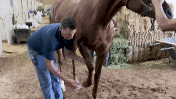 I Am Horse Racing GIF