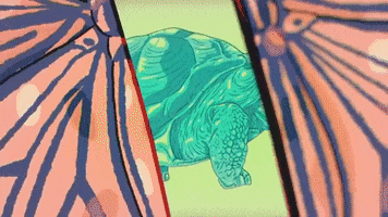 Animation Tortoise GIF by Flora Cash