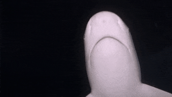 Andrew Mayne Ghostdiver GIF by Shark Week