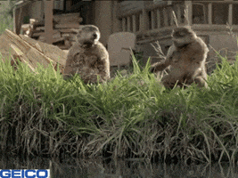 Throw Wood GIF by GEICO