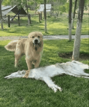 Sad Dog GIF