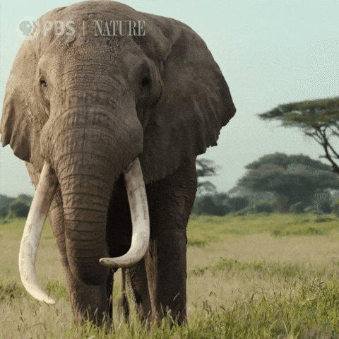 Explore Pbs Nature GIF by Nature on PBS