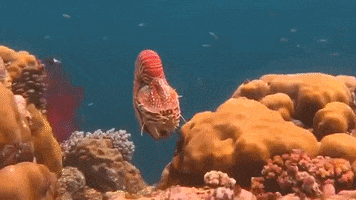 Marine Life Nautilus GIF by Oceana