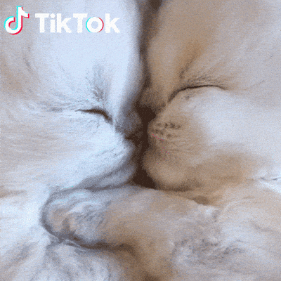 Giphy - Dormire GIF by TikTok Italia