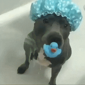 Video gif. Gray pit bull wearing a blue polka dot shower cap holds a blue rubber ducky in its mouth as he happily takes a bath.