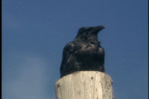 raven cmhgif GIF by Canadian Museum of History