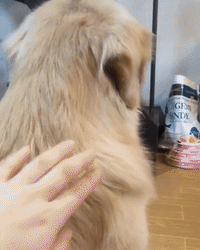 Cute-dog GIFs - Get the best GIF on GIPHY
