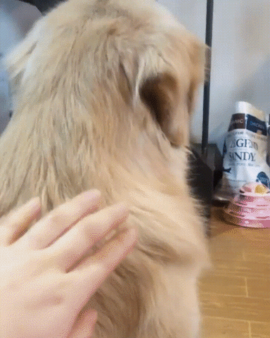 Video gif. Hand pets the back of a Golden Retriever dog. The dog slowly turns around with an annoyed look on its face and black clip on bangs on its forehead. The dog then fully looks over its shoulder and smiles.
