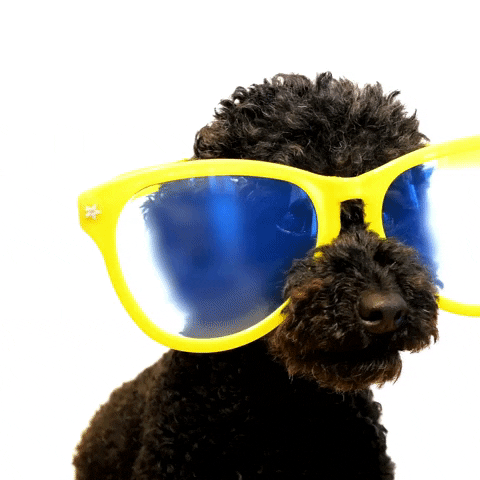 guidetobetterliving dog sunglasses celebrity doggo GIF