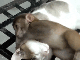 stop monkeys GIF by Digg