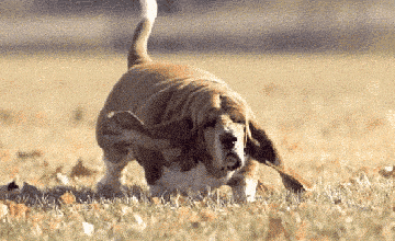 Basset Hound Gif 1 Basset Hound Gif 1