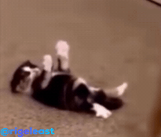 Cat GIF
