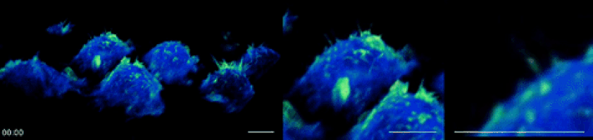 cells microscopy GIF