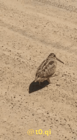 Bird Woodcock GIF