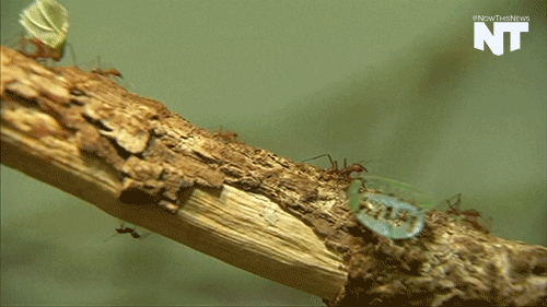 Forest Preservation GIFs - Get the best GIF on GIPHY