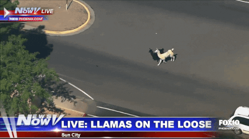  animals news llamas GIF