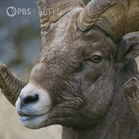 Close Up Sheep GIF by Nature on PBS
